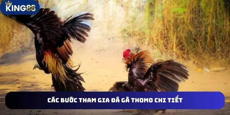 Đá Gà Thomo Đặt Cược Hình Thức Giải Trí Thú Vị Nhất Hiện Nay 4 Các bước tham gia đá gà thomo chi tiết