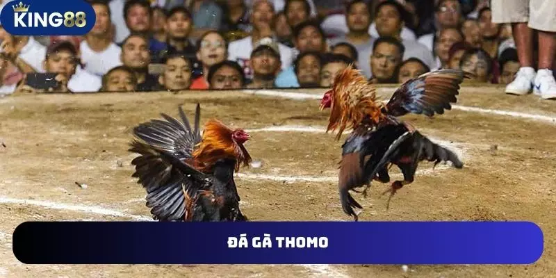 Đá gà thomo