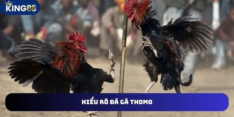 Đá Gà Thomo Đặt Cược Hình Thức Giải Trí Thú Vị Nhất Hiện Nay 2 Hiểu rõ đá gà thomo