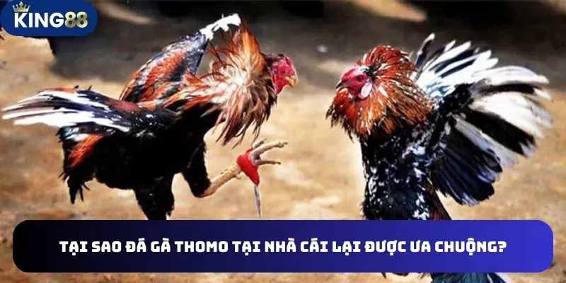 Đá Gà Thomo Đặt Cược Hình Thức Giải Trí Thú Vị Nhất Hiện Nay 3 Tại sao đá gà thomo tại nhà cái lại được ưa chuộng?